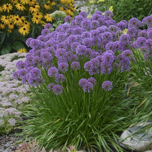 Grace Rose Farm Allium Millenium Ornamental Onion - Thumbnail 2
