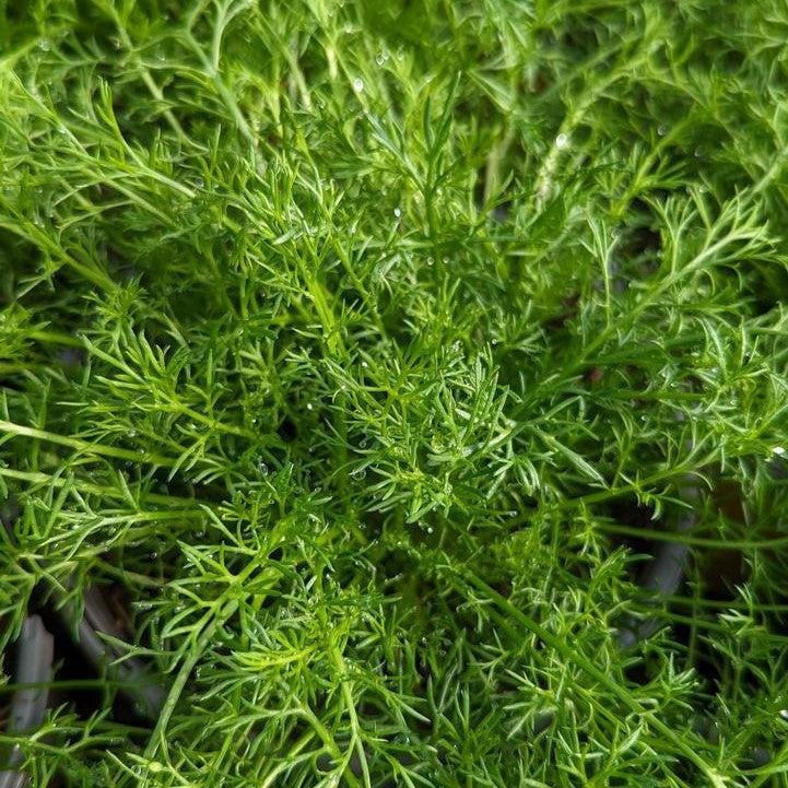 Chamaemelum nobile  - Roman Chamomile