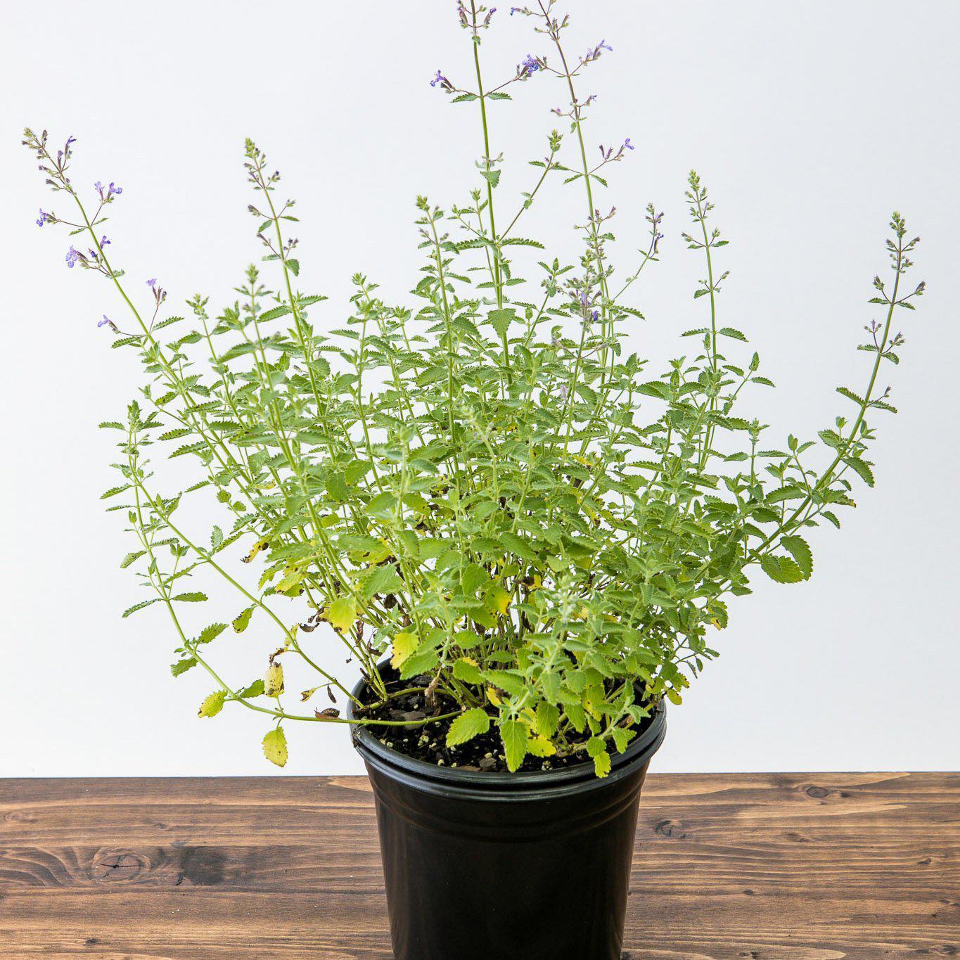 Catmint Junior Walker™  Potted Catmint Plant