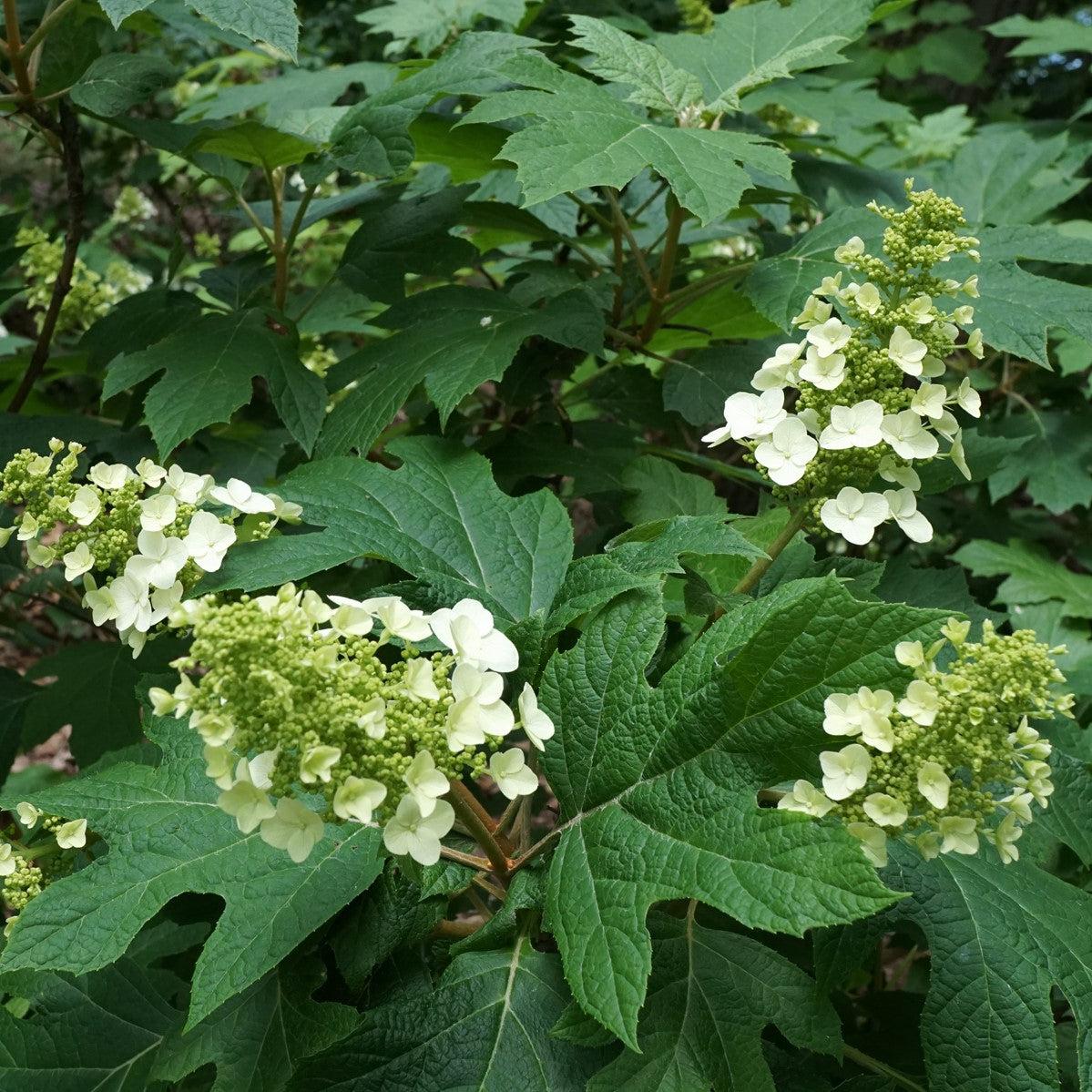 Hydrangea Snow Queen Potted Oakleaf Hydrangea Bush