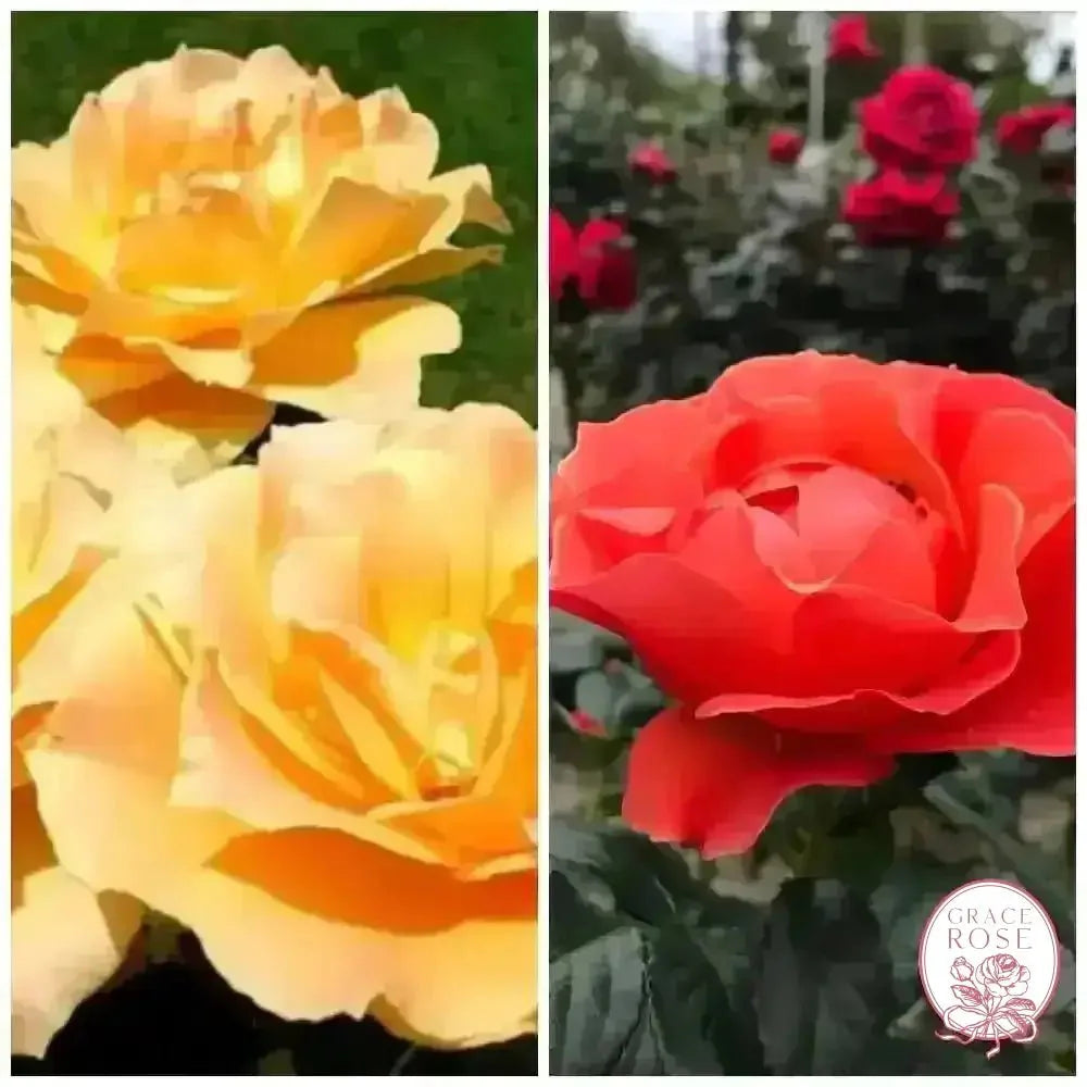 Easy Going & Livin' Easy® Bare Root Tree Rose