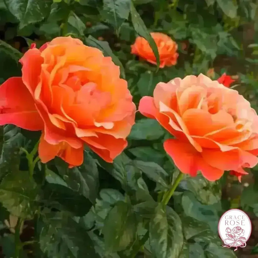 Easy Going & Livin' Easy® Bare Root Tree Rose