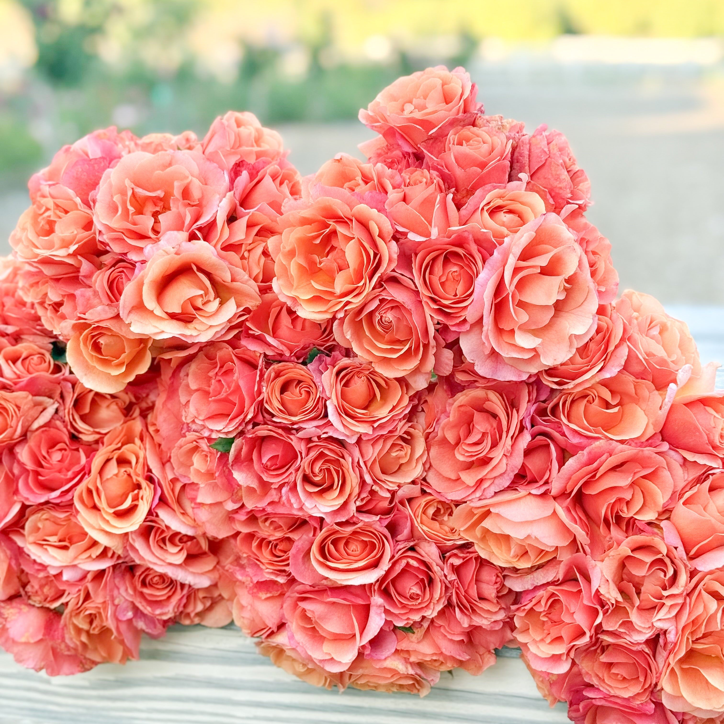 Easy Does It® Potted Rose Bush