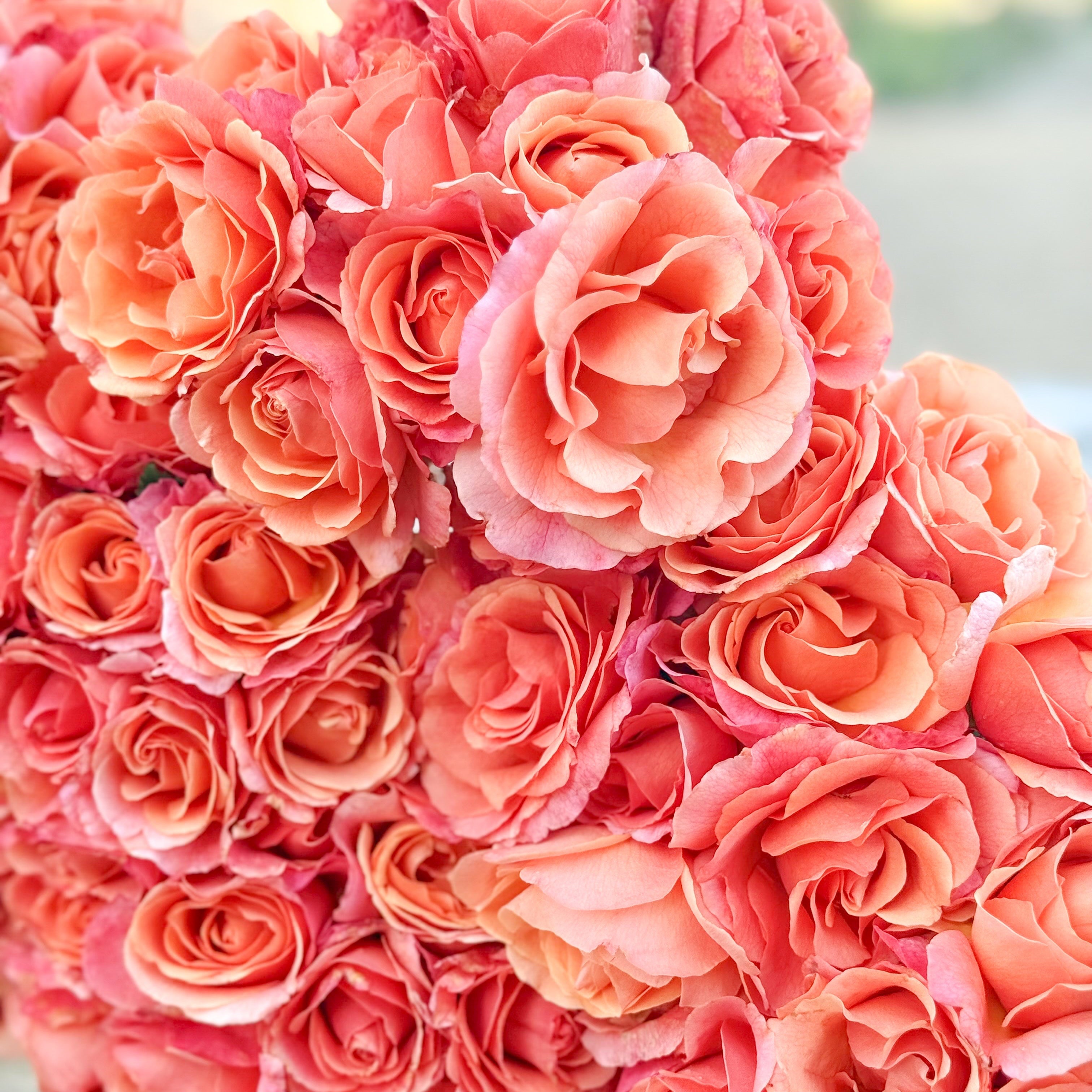Easy Does It Potted Rose Bush | Orange Apricot Floribunda Rose
