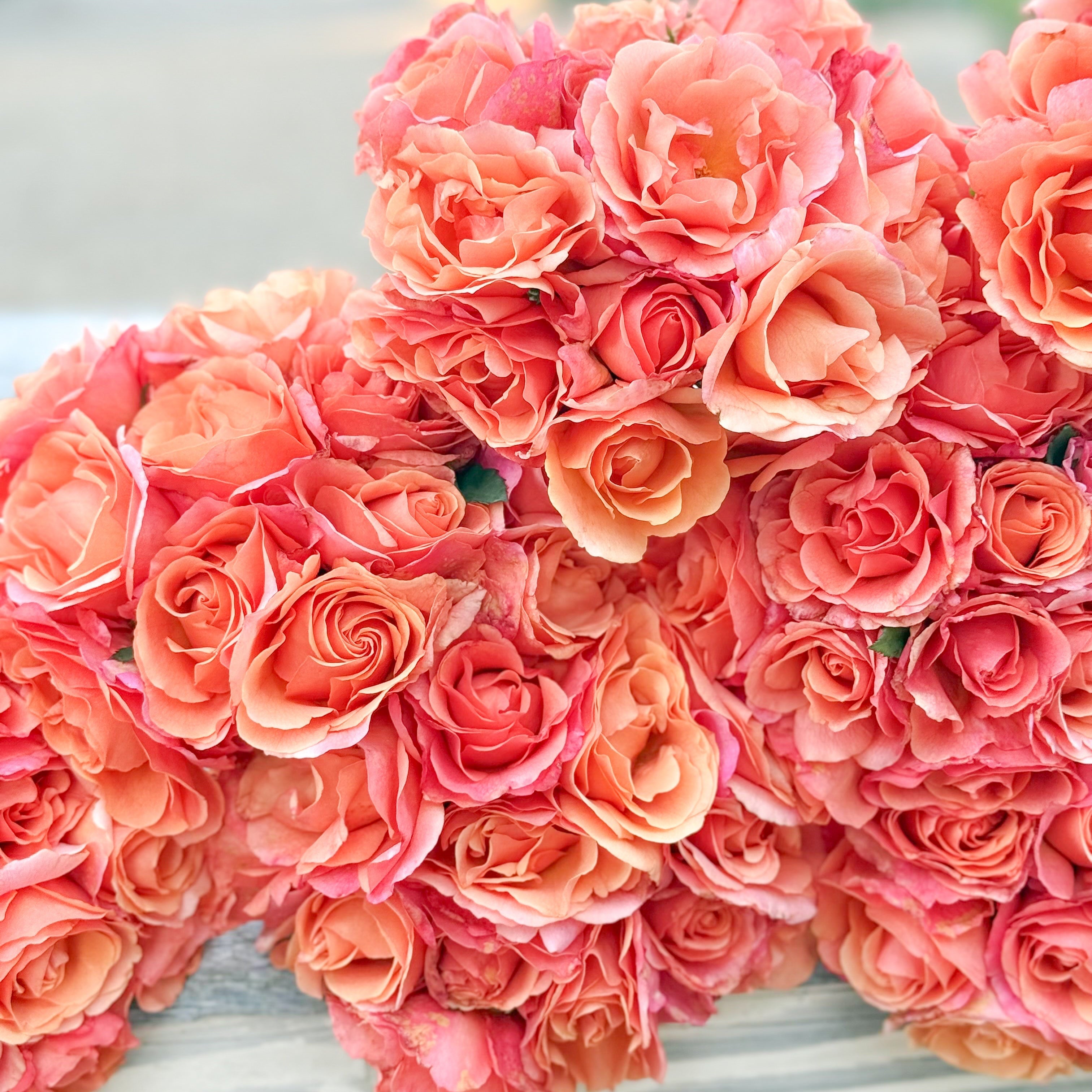 Easy Does It® Potted Rose Bush