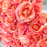 Easy Does It® Bare Root Rose Bush