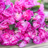 Easy to Please® Potted Rose Bush