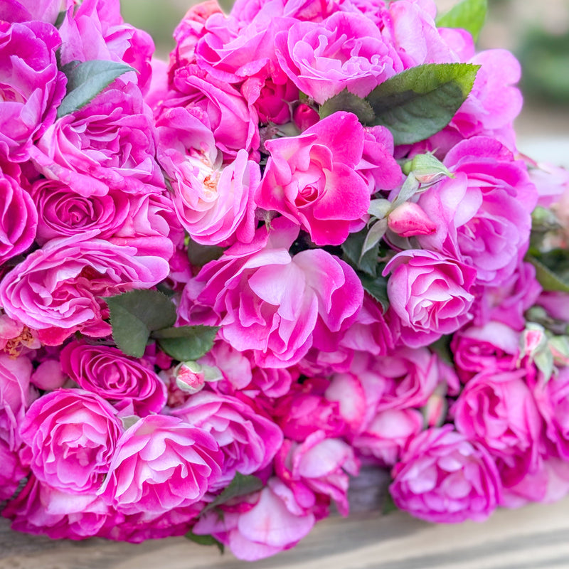 Easy to Please® Potted Rose Bush