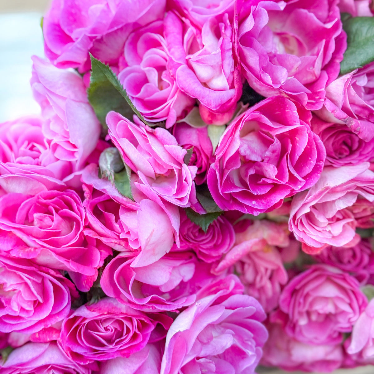 Ribbons of Roses™ Bundles of Bare Root Roses - Easy to Please® - Pack of 10
