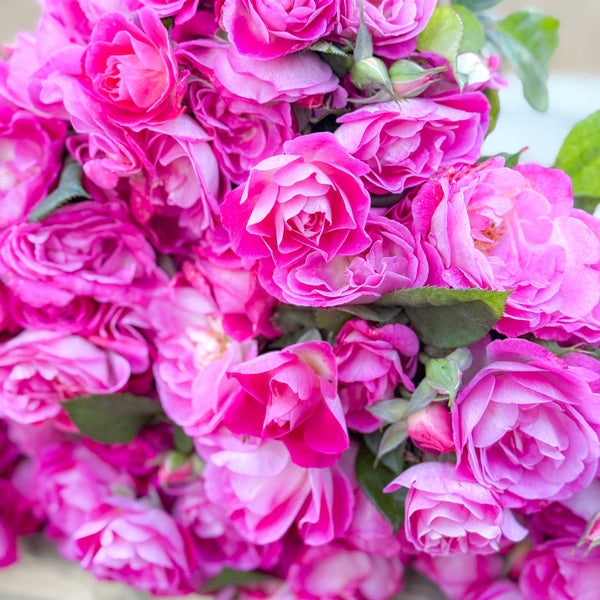 Easy to Please® Potted Rose Bush