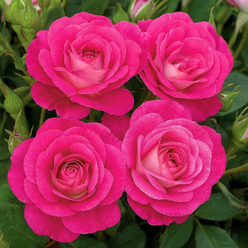 Easy To Please® Bare Root Tree Rose