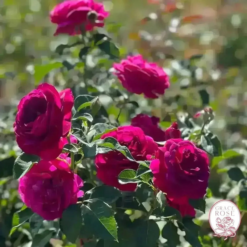 Ebb Tide™ Bare Root Tree Rose