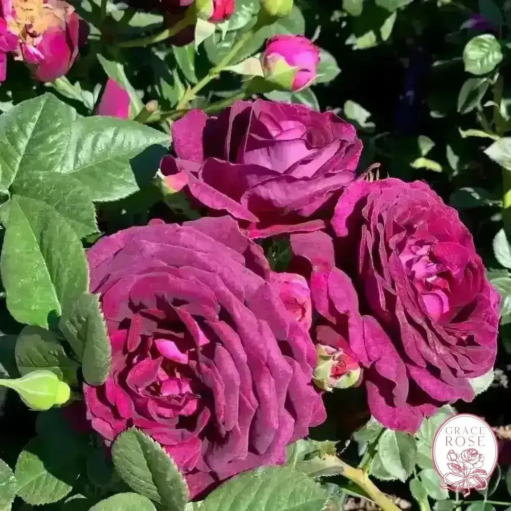 Ebb Tide™ Bare Root Tree Rose