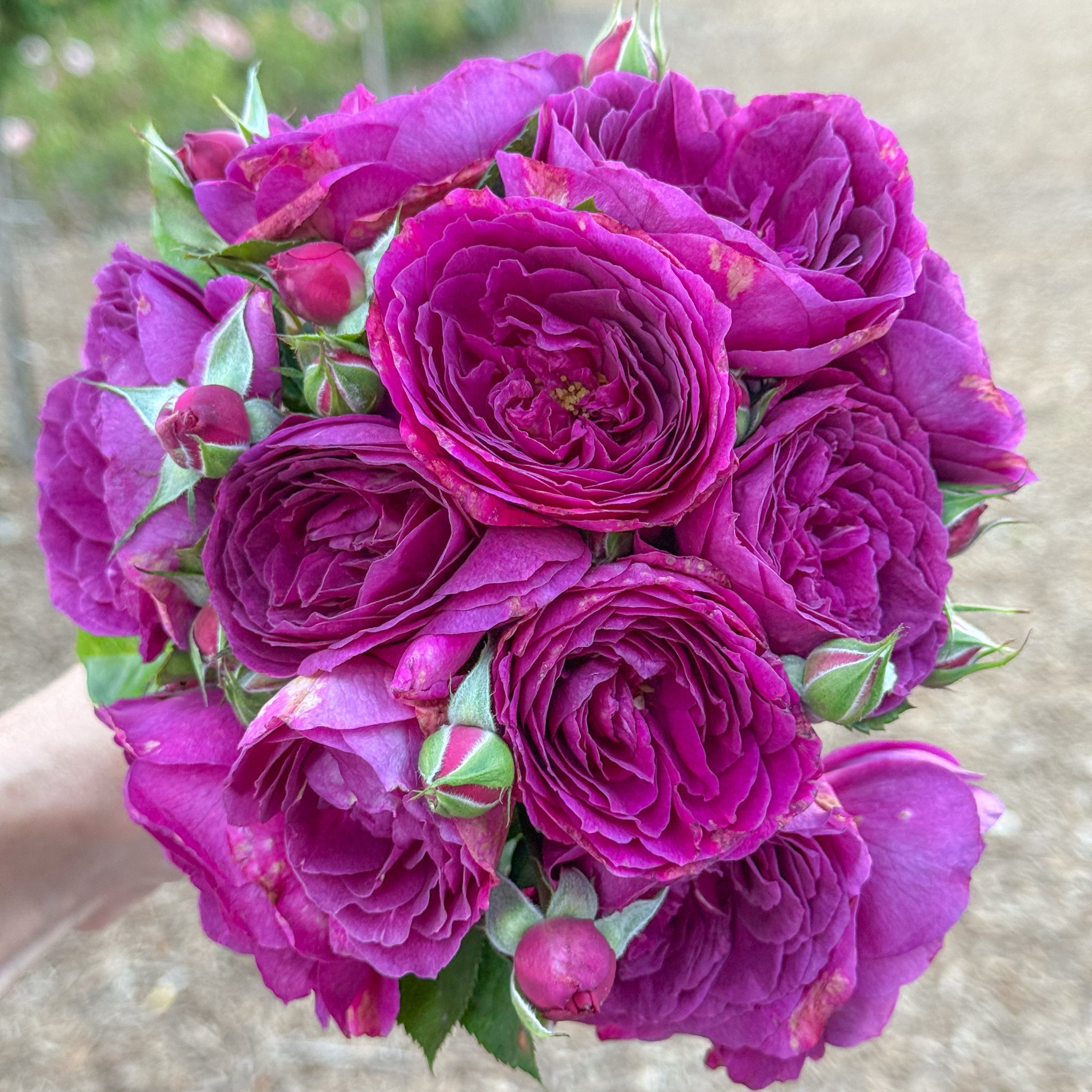 Grace Rose Farm Ebb Tide Rose Bush - Thumbnail 2
