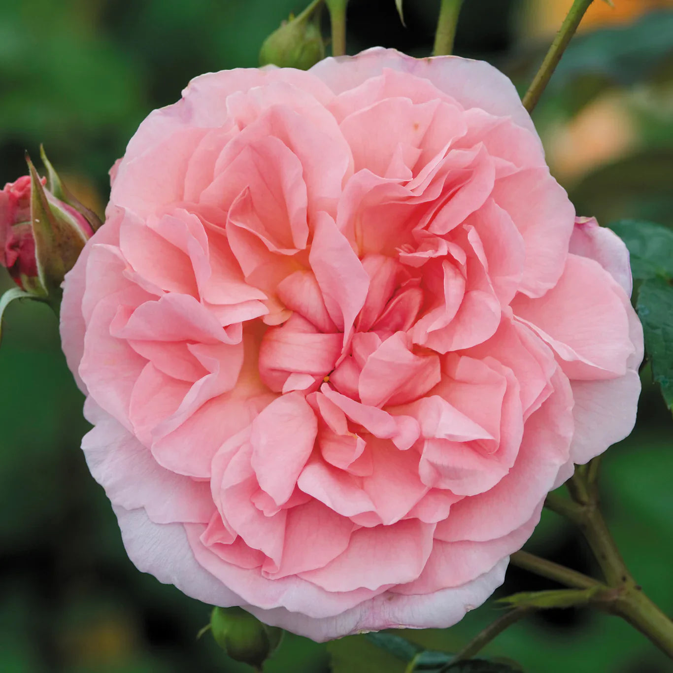 David Austin® Strawberry Hill® Climbing Potted Rose