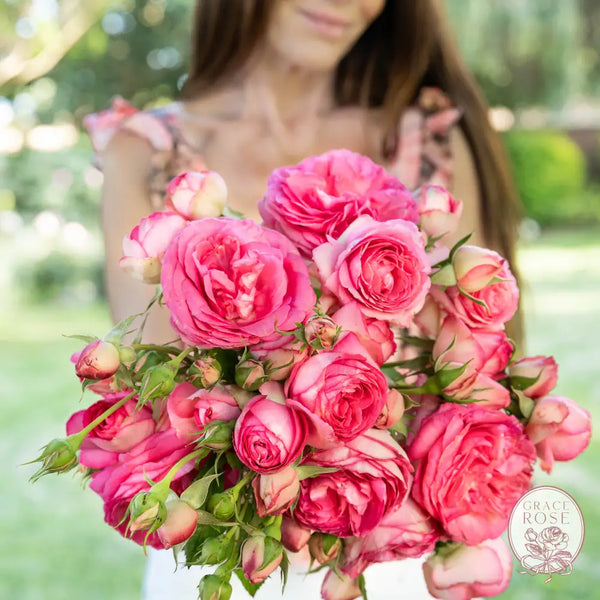 Eden Climber® Pretty In Pink Potted Climbing Rose Estate Rose™ Potted Climbing Rose BUSHES