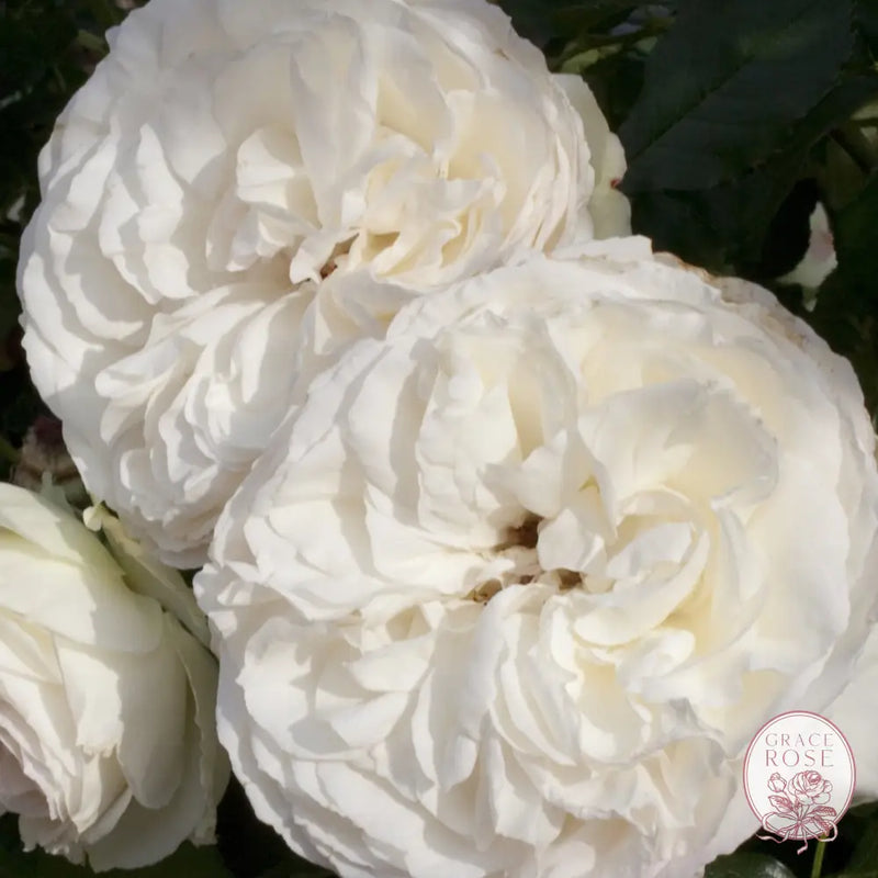 Eden Climber® White Rose Bush #1 own root bare root rose BUSHES