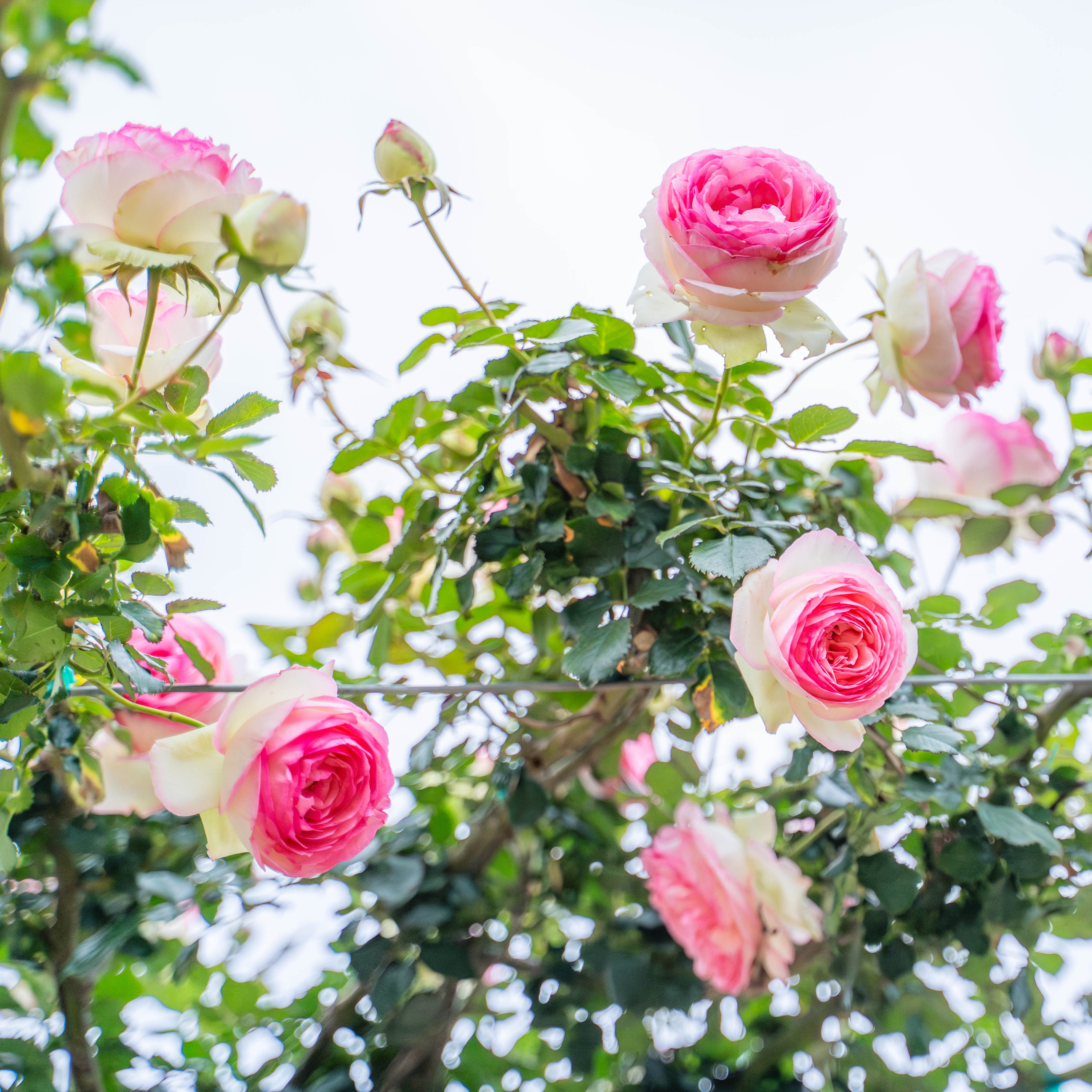 Eden Climber®   Bare Root Climbing Rose