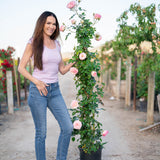 Eden Climber® Potted Climbing Rose