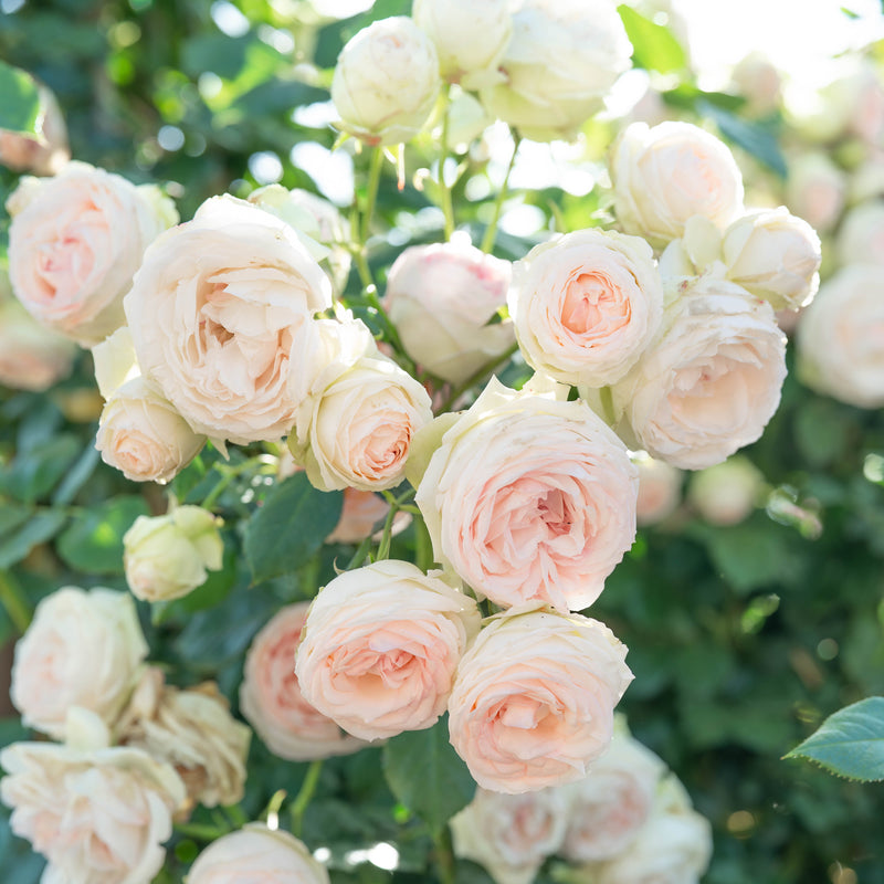 Eden Climber® Potted Climbing Rose