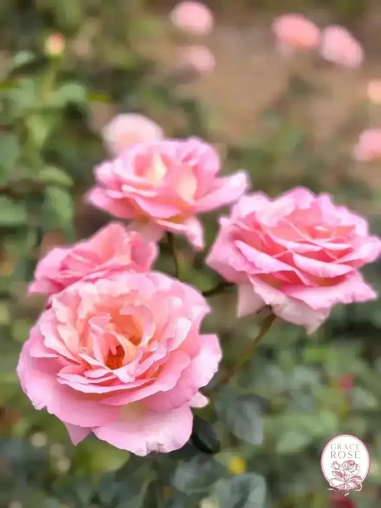 Elle® Bare Root Tree Rose