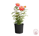 Enchanted Peace™ Potted Rose Bush