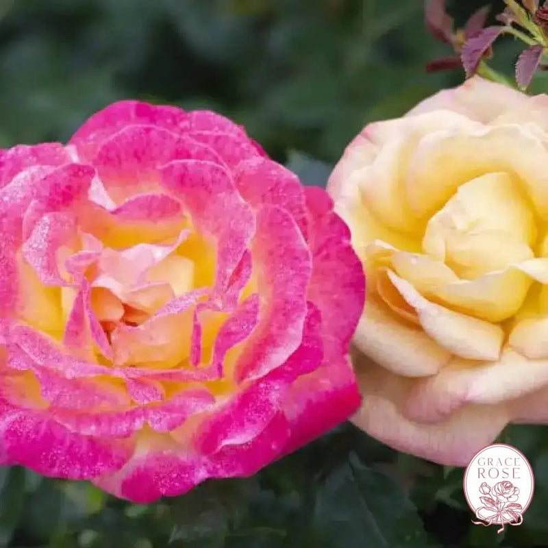 Enchanted Peace™ Potted Rose Bush