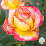 Enchanted Peace™ Potted Rose Bush