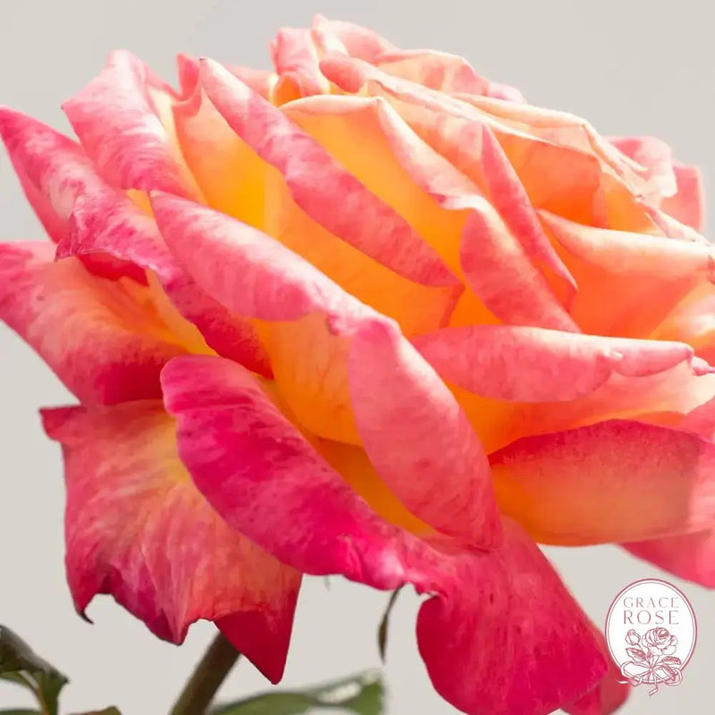 Enchanted Peace™ Potted Rose Bush