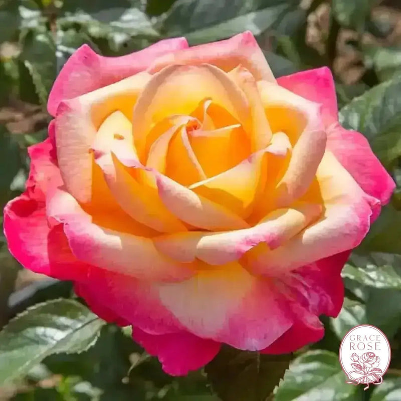 Enchanted Peace™ Potted Rose Bush