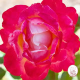 Enchanted Peace™ Potted Rose Bush