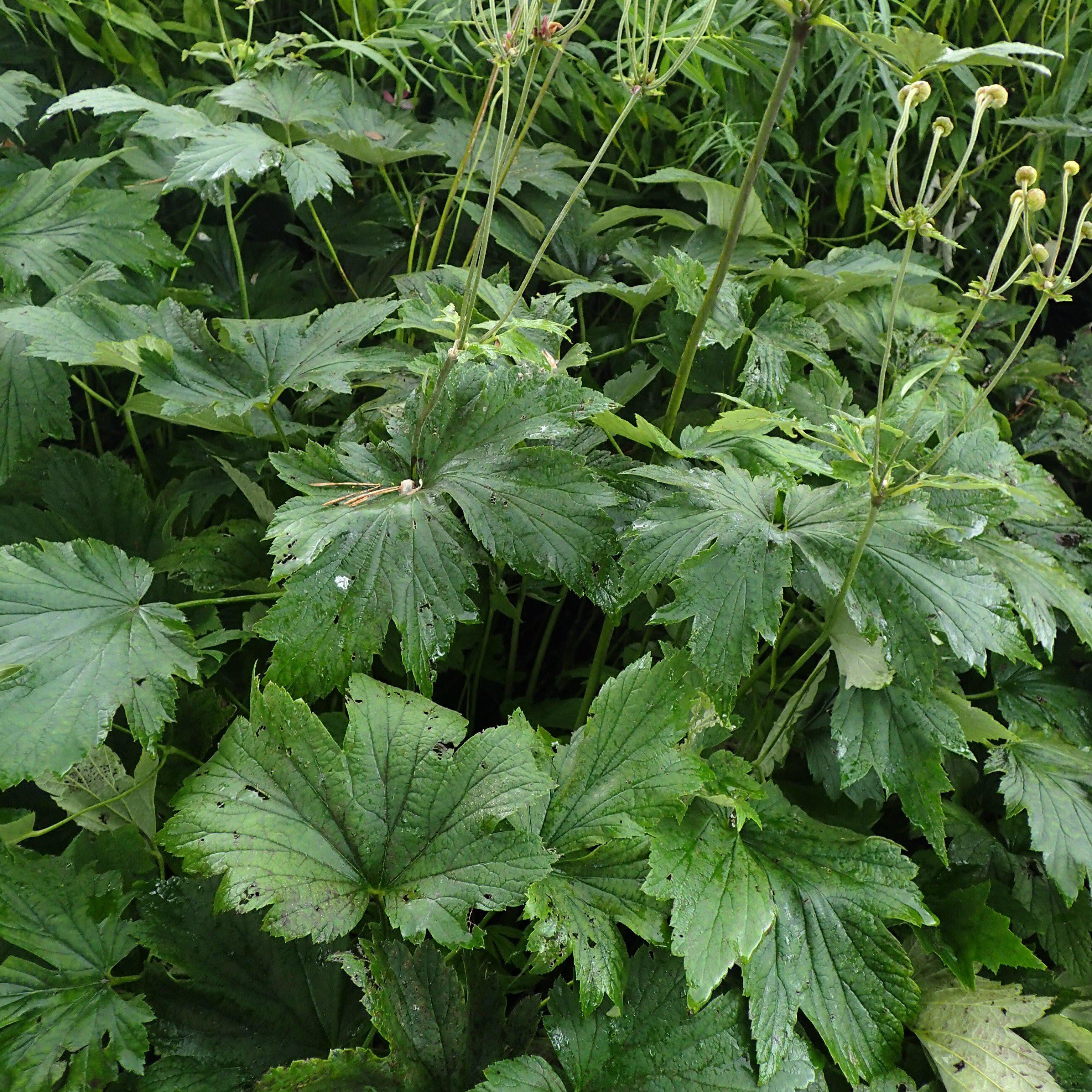 Anemone Robustissima Potted Grape Leaf Anemone Plant