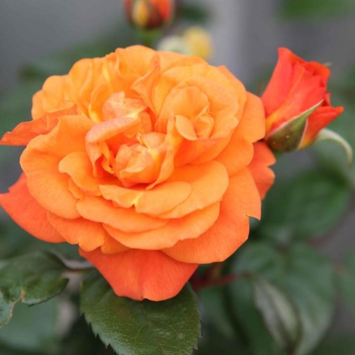 Fragrant Showpiece™ Orange Potted Rose Bush