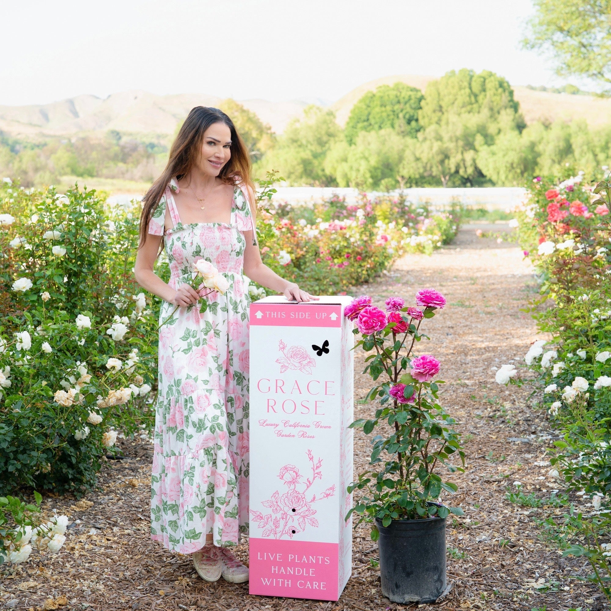 Estate Rose™ Potted Rose Bush