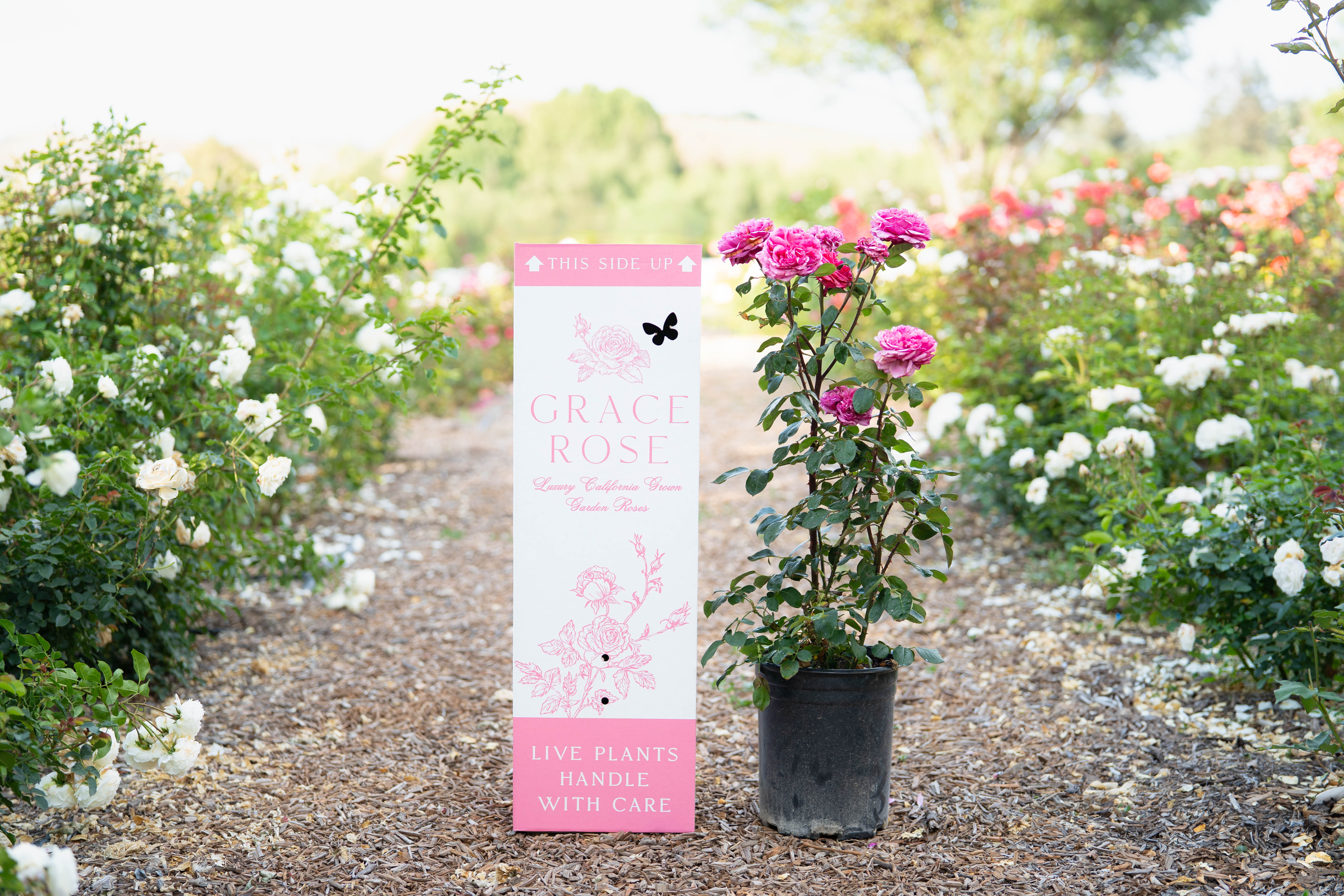 Cherry Frost™ Potted Climbing Rose - Grace Rose Farm