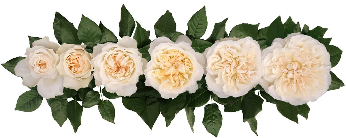 David Austin® Eugenie™ Bouquet