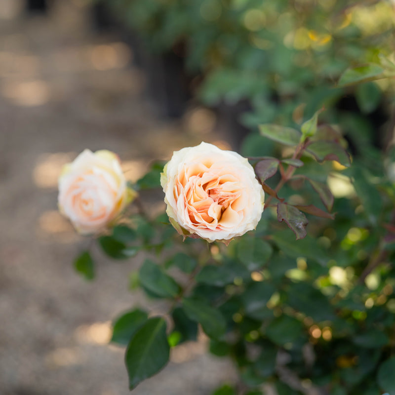 Euphoria® Bare Root Rose Bush