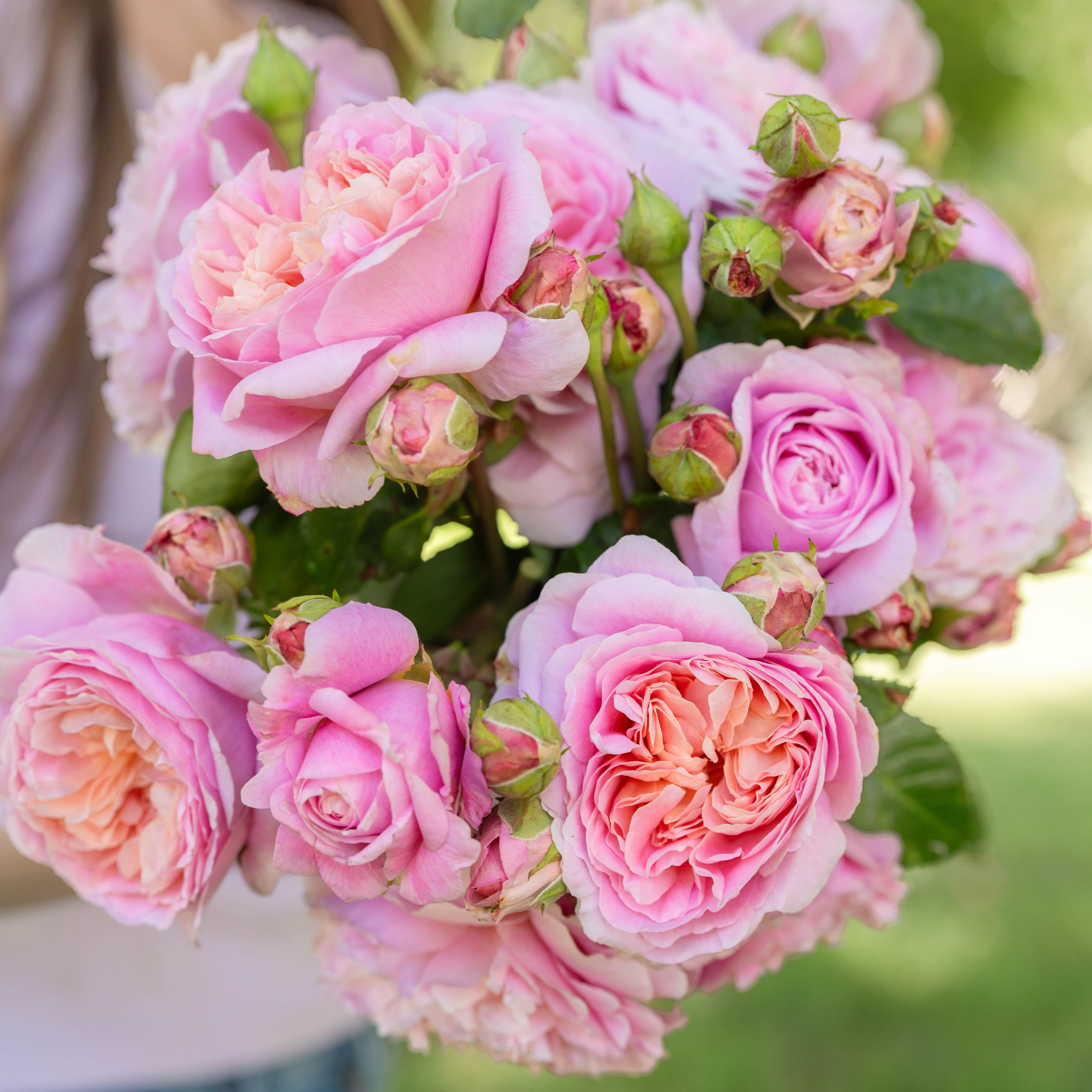 David Austin® Eustacia Vye® Potted Rose Bush - Grace Rose Farm