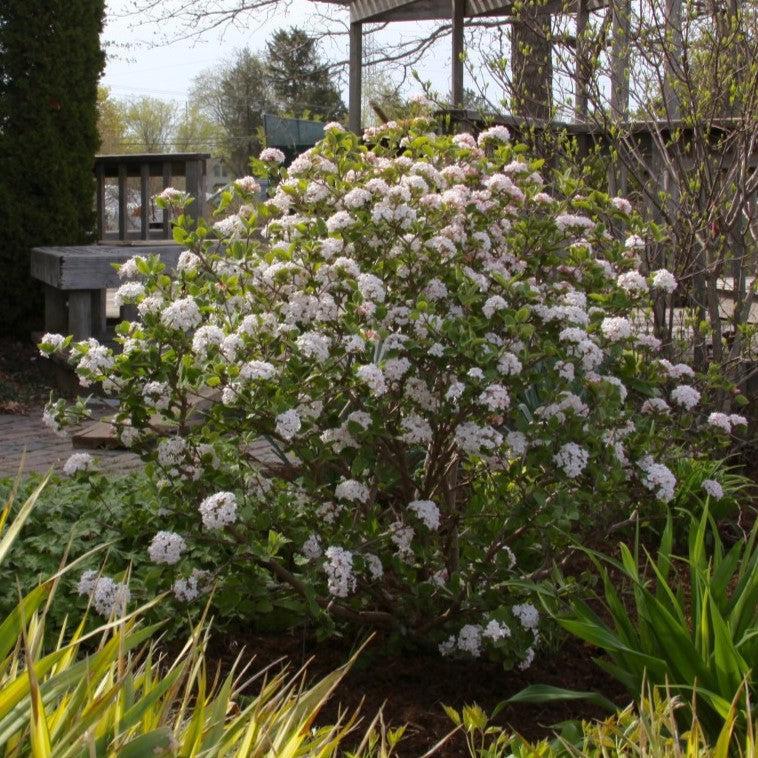 Viburnum carlesii Sugar N' Spice™ Potted Korean Spice Viburnum Bush