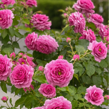 Sweet Madame Blue™ Bare Root Rose Bush