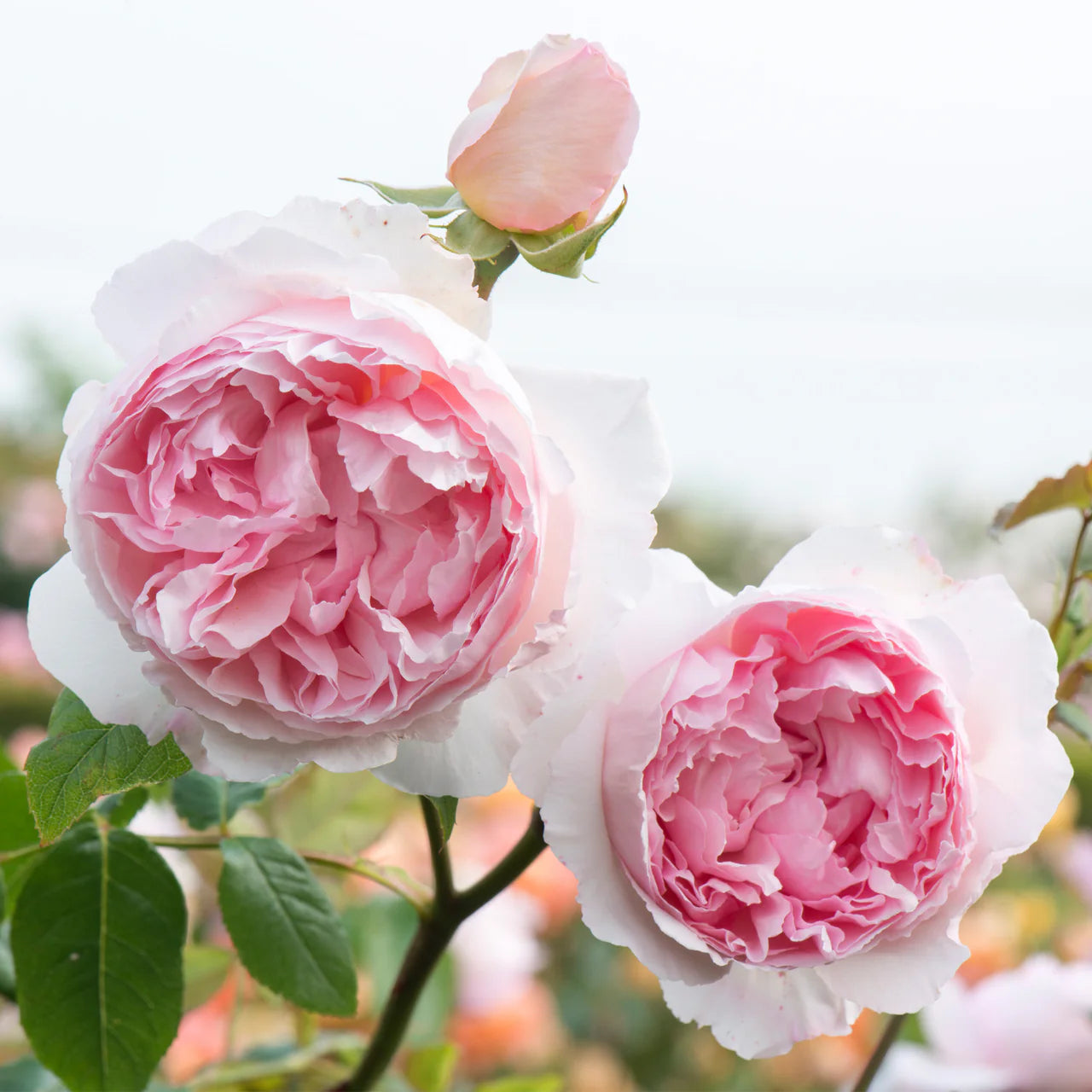 David Austin® The Wedgwood Rose™ Potted Rose Bush