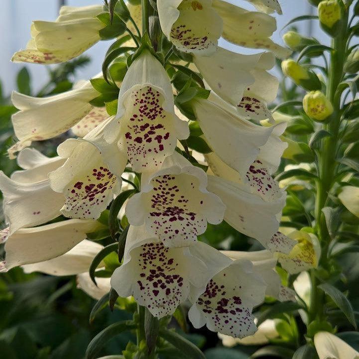 Foxglove Dalmatian Crème Foxglove
