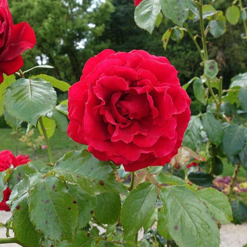 True Bloom® True Love™ Potted Rose Bush