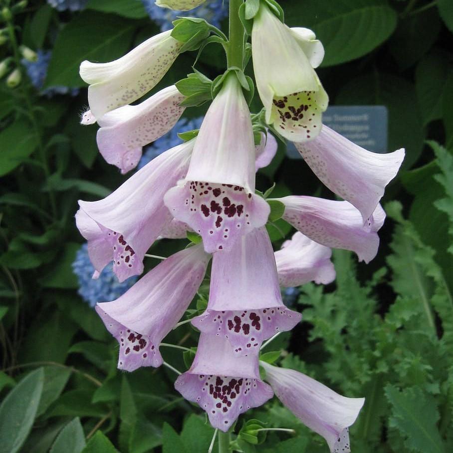 Foxglove Camelot Lavender Potted Foxglove Plant