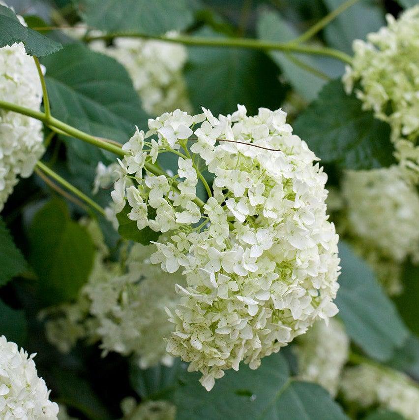 Hydrangea Annabelle Potted Smooth Hydrangea Bush