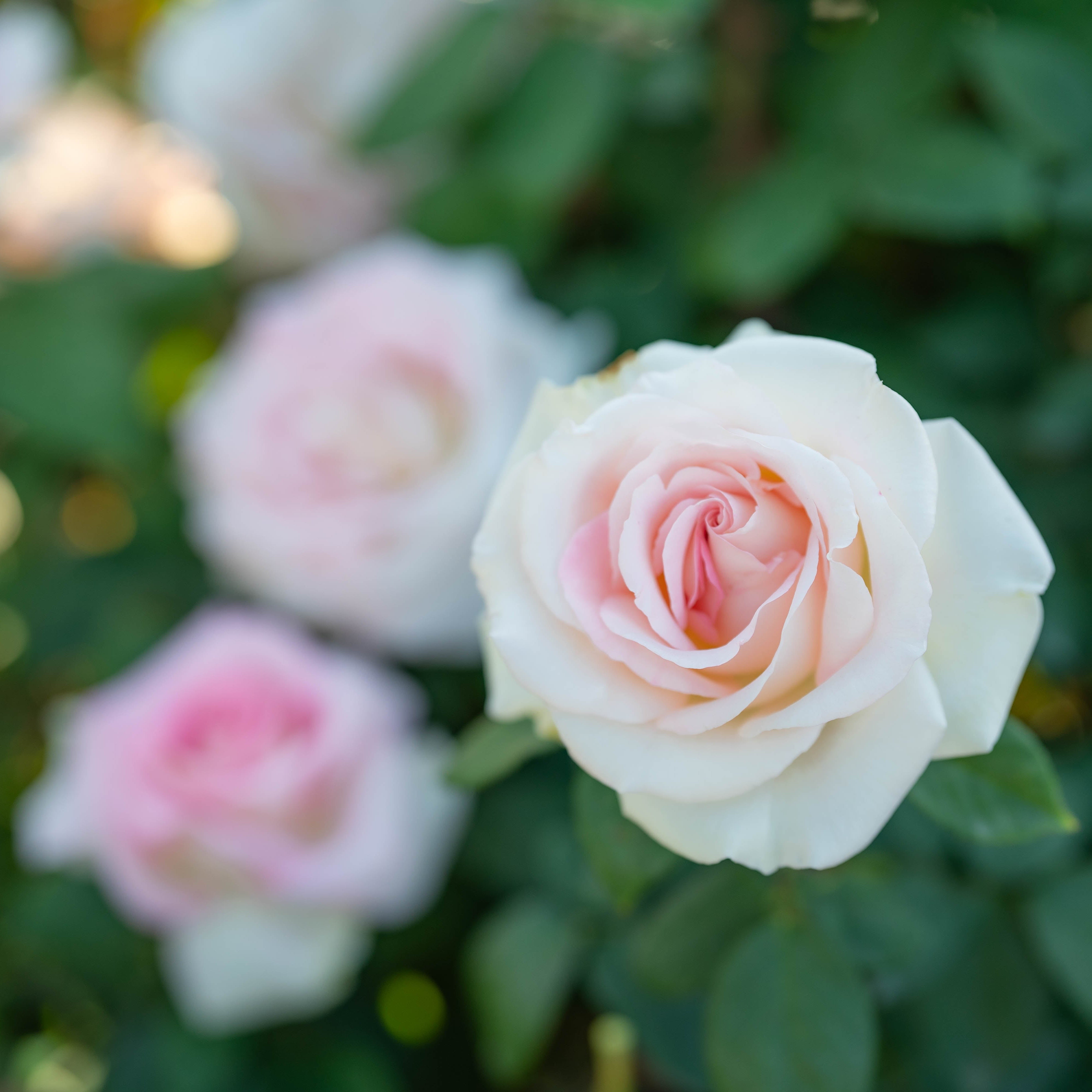 Falling in Love™ Bare Root Tree Rose