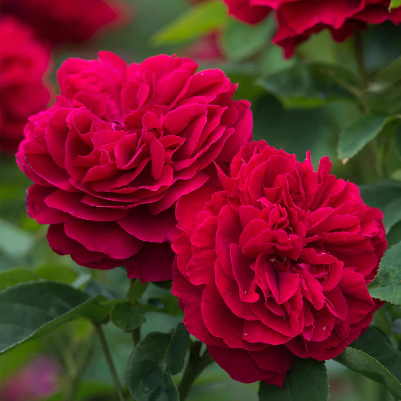 David Austin® L.D. Braithwaite® Potted Rose Bush