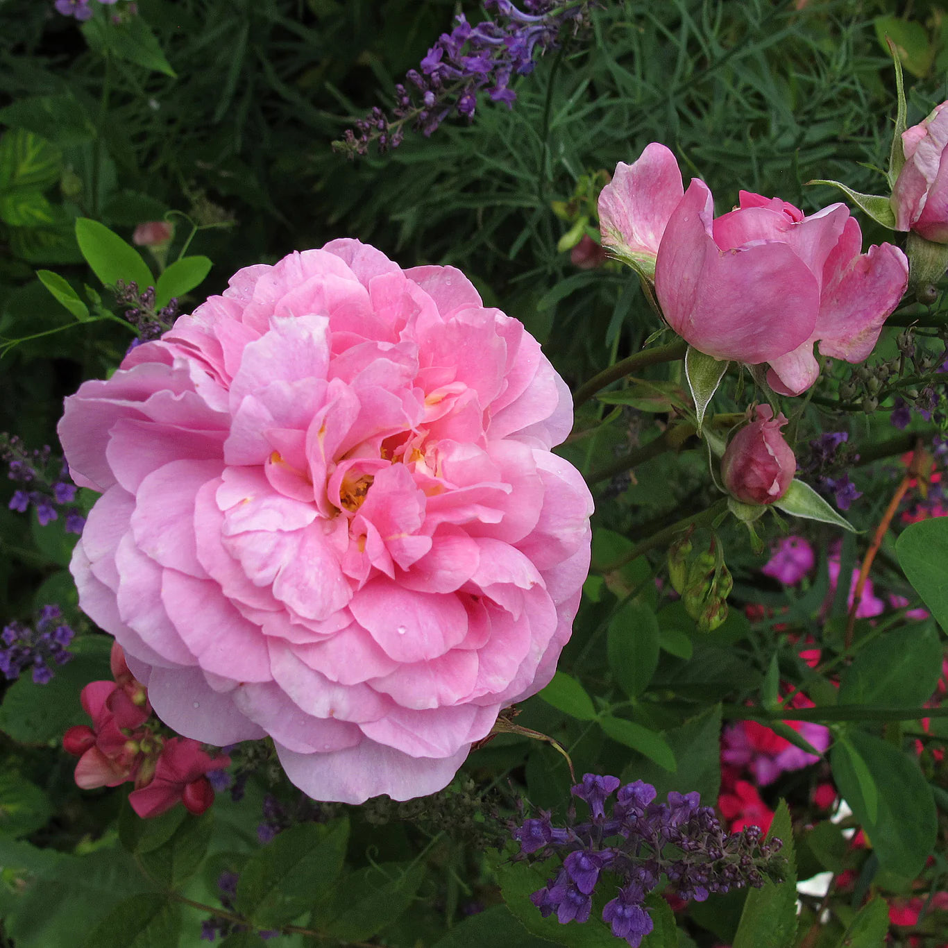 David Austin Roses The Mayflower - Thumbnail 3