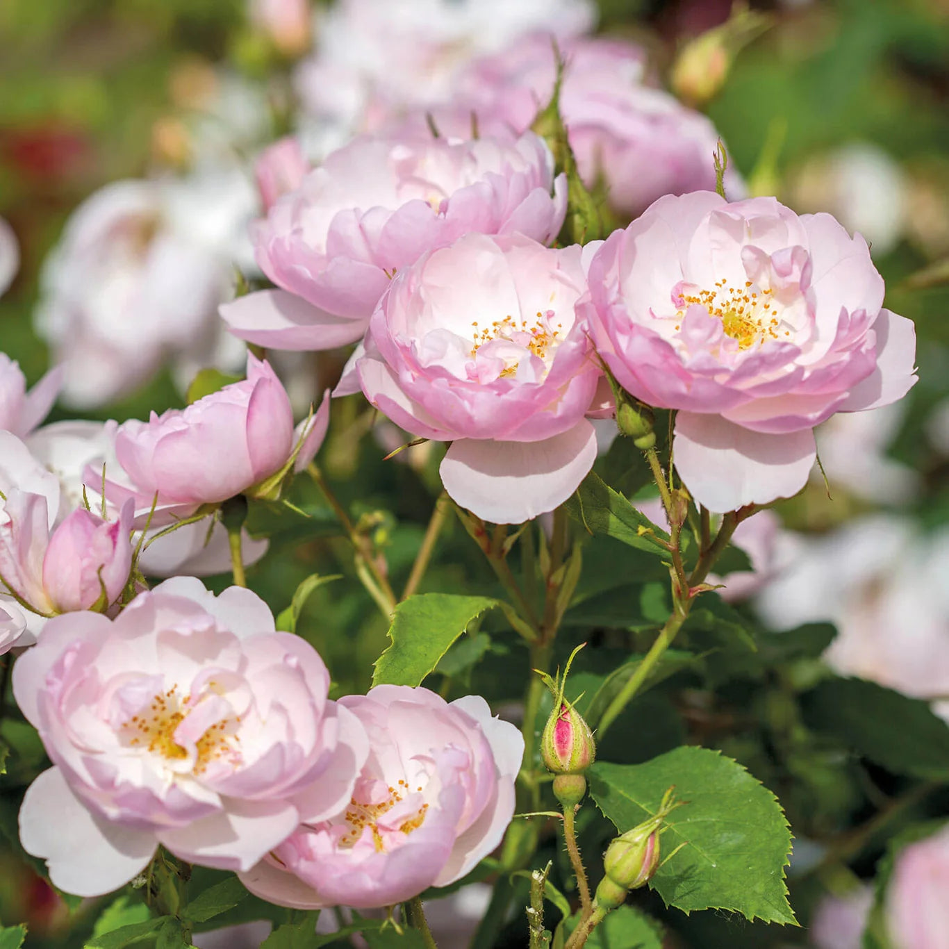 David Austin® Scarborough Fair Potted Rose Bush - Grace Rose Farm