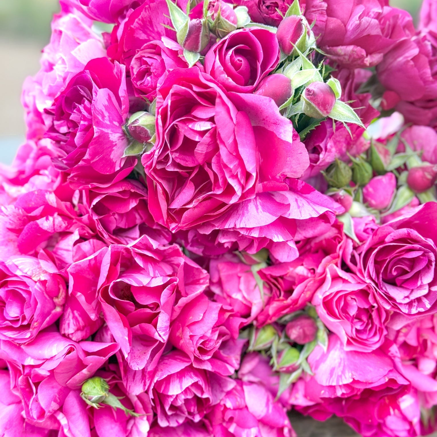 Fly So High Potted Rose Bush | Pink Rose Bush | Grace Rose Farm